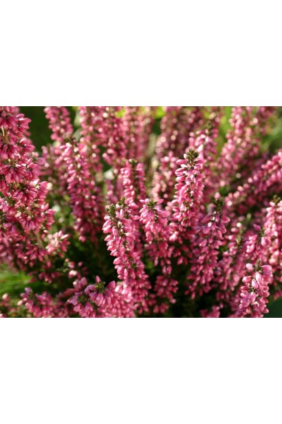 Малинові суцвіття вересу Самара