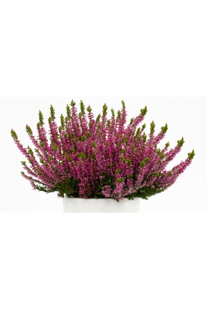 Верес звичайний Самара