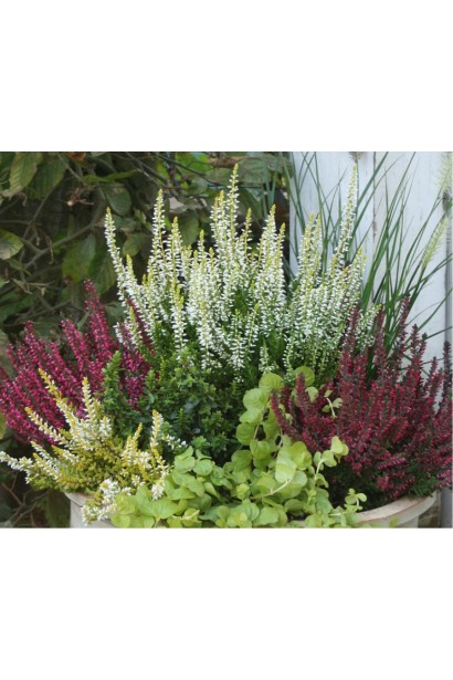 Calluna vulgaris Samara міксбордер на клумбі