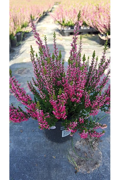 Верес звичайний Самара в контейнері 