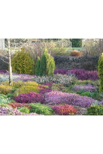 Верес звичайний Самара ландшафтна композиція