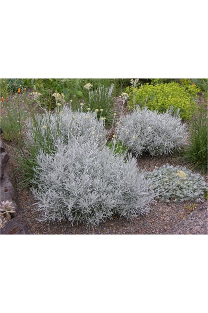 Бессмертник песчаный компактный шаровидный куст