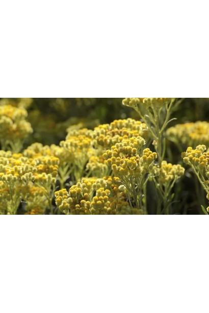 Helichrysum arenarium