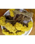 Безсмертник піщаний / Цмин | Helichrysum arenarium | Бессмертник песчаный / Цмин