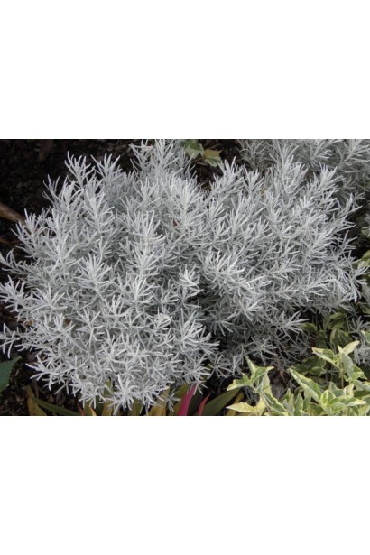 Бессмертник песчаный серебристые опушенные листья