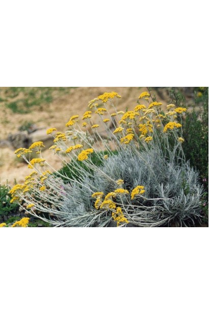 Соломенка в ландшафте