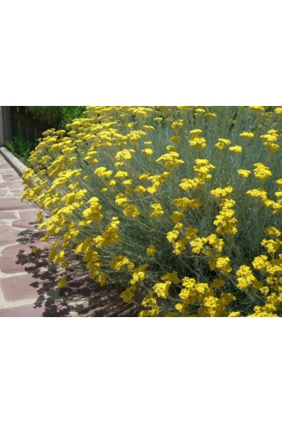 Бессмертник песчаный на клумбе