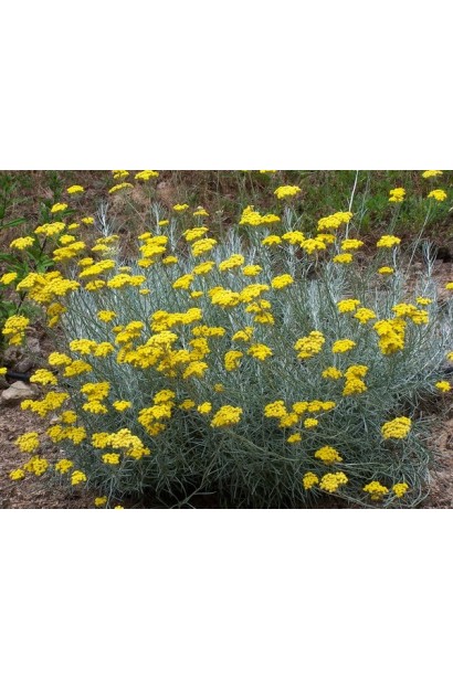 Бессмертник песчаный многолетнее растение