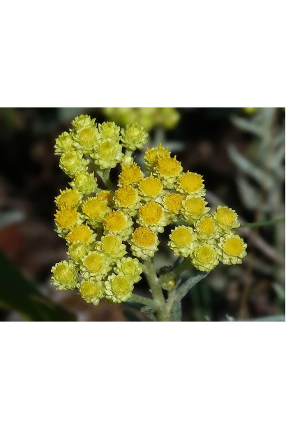 Цмин желтые мелкие цветки в соцветии