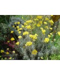 Безсмертник піщаний / Цмин | Helichrysum arenarium | Бессмертник песчаный / Цмин