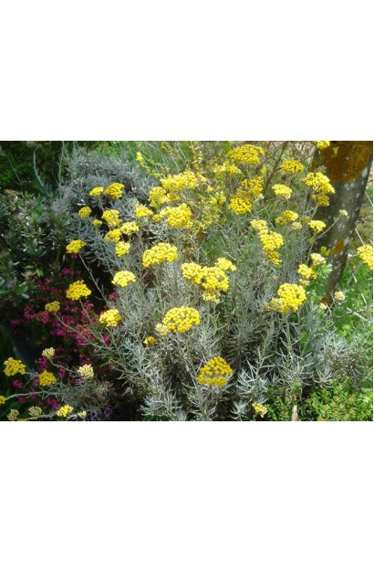 Бессмертник песчаный / Цмин цветения летом