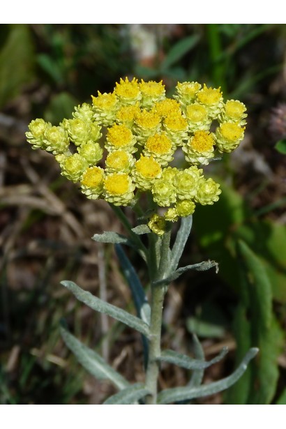 Гелихризум лимонно-желтый цветок
