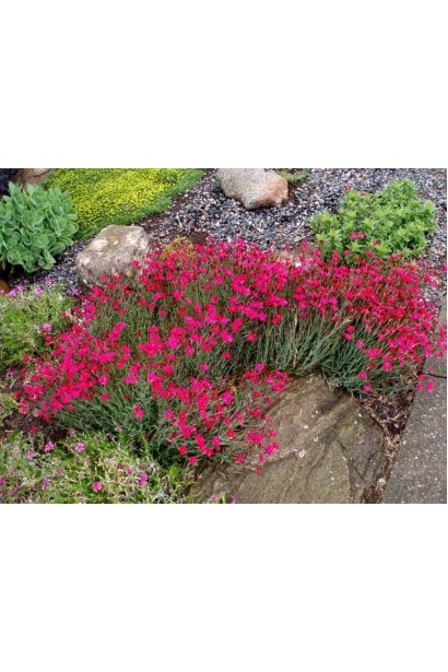 Гвоздика дельтоподібна Діамант в ландшафті