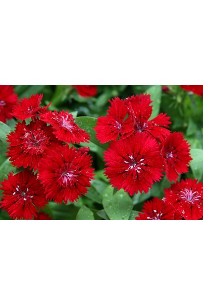 Гвоздика червона Діамант