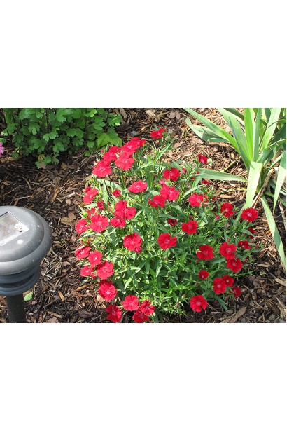 Гвоздика Діамант подушковидний кущ