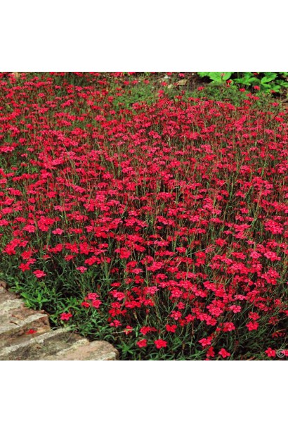 Гвоздика дельтоподібна Діамант