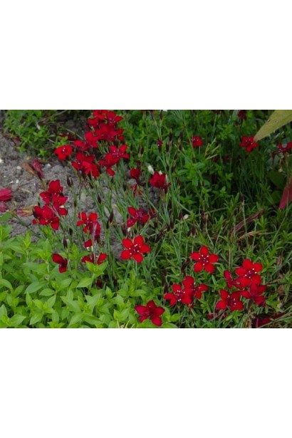 Гвоздика Діамант суцвіття вишнево-червоних квітів