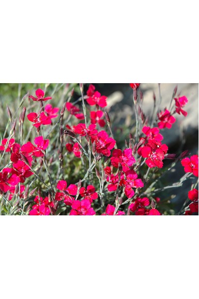 Dianthus deltoides Brilliant