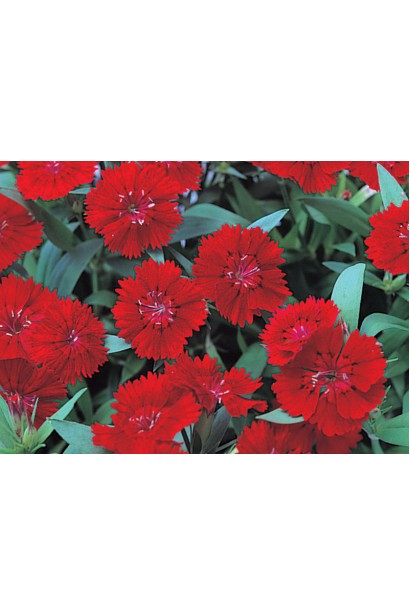 Dianthus Brilliant
