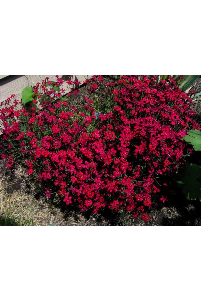 Гвоздика червона