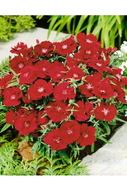 Гвоздика трав’янка Діамант