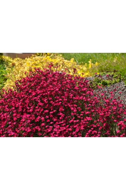 Гвоздика Діамант грунтопокривна рослина