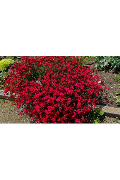 Гвоздика Brilliant