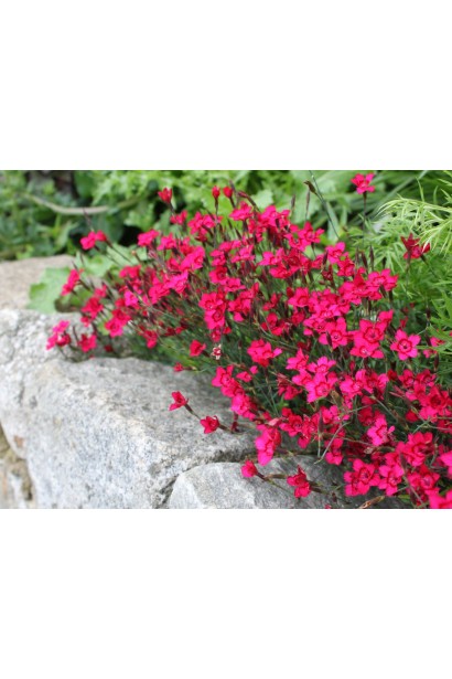 Гвоздика Діамант в кам’янистому саду