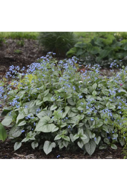 Дрібні блакитні квіти Бруннери Лукінг Гласс 
