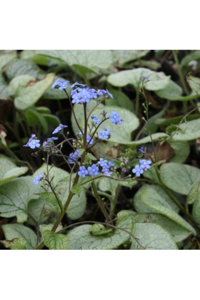 Бруннера Лукінг Гласс цвітіння
