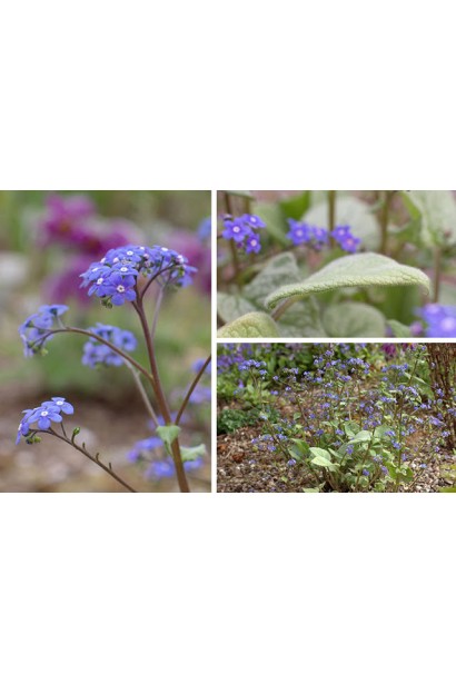 Бруннера великолиста Лукінг Гласс