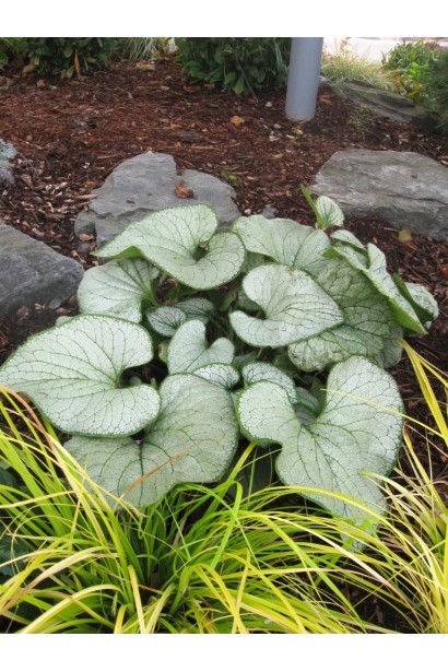 Бруннера великолиста Лукінг Гласс в ландшафті