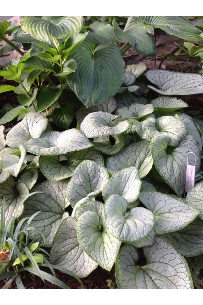 Бруннера великолиста Looking Glass