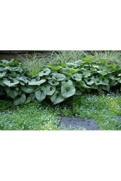 Бруннера великолиста Лукінг Гласс в міксбордері