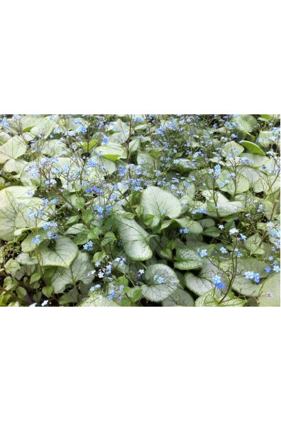 Бруннера Лукінг Гласс тіньовитривала рослина