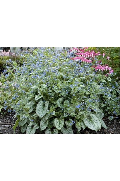 Бруннера великолиста Лукінг Гласс на клумбі