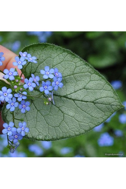 Кавказька незабудка квіточки