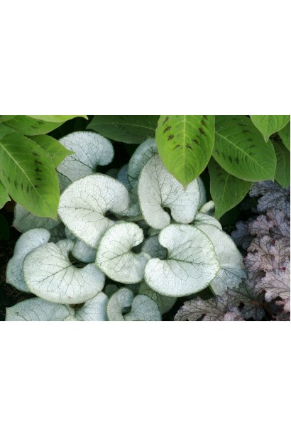 Сріблясте велике листя брунери Лукінг Глас