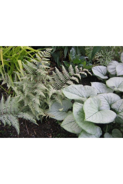 Brunnera macrophylla Looking Glass