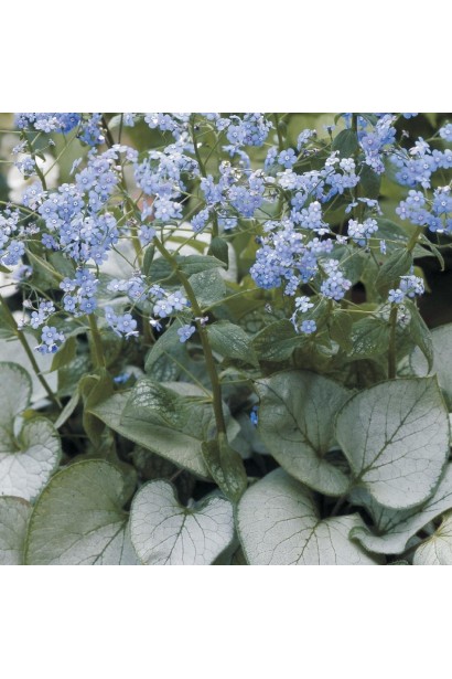 Бруннераa Looking Glass квіти схожі на незабудку