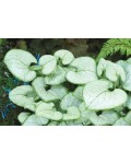 Бруннера великолиста Лукінг Гласс | Brunnera macrophylla Looking Glass | Бруннера крупнолистная Лукинг Гласс