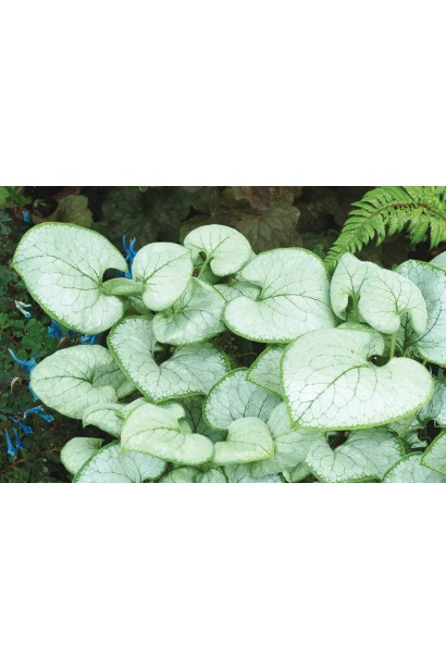 Бруннера великолиста Лукінг Гласс листя