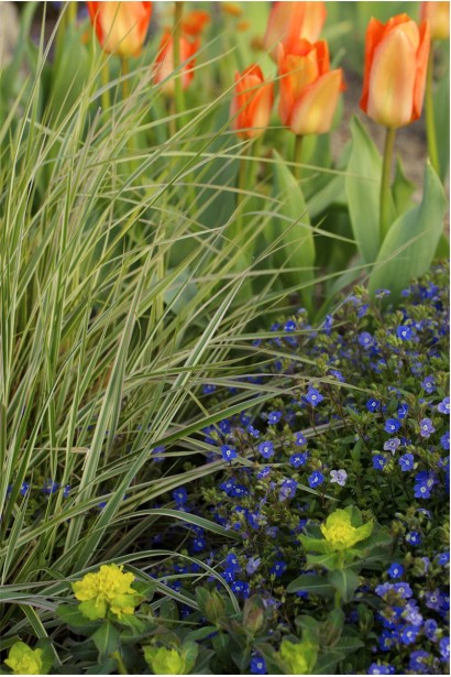 Вейник Овердам в миксбордере