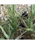 Вейник остроцветковый Овердам / Кунишник | Війник гостроквітковий Овердам / Куничник | Calamagrostis acutiflora Overdam