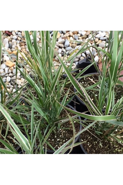 Куничник Овердам