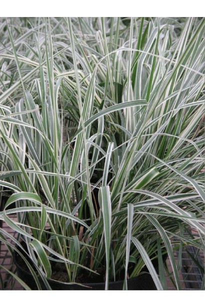 Вейник Овердам зеленые листья с продольными желто-кремовыми полосами