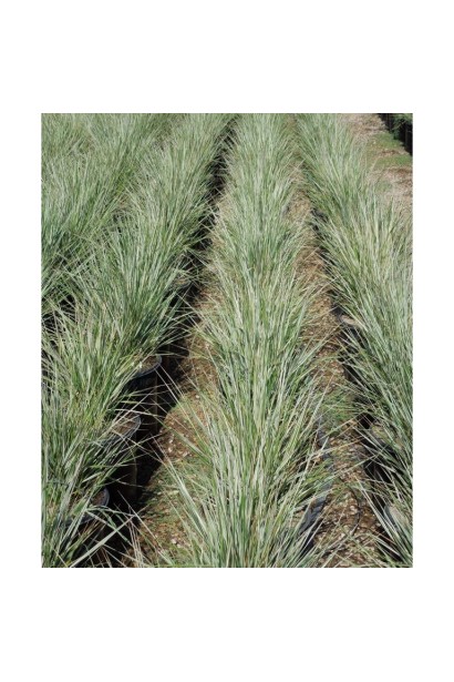 Calamagrostis Overdam