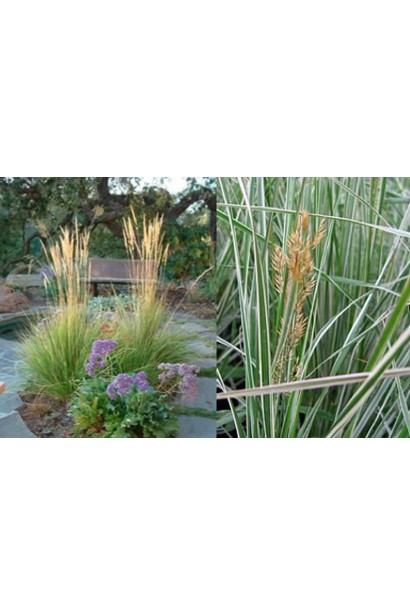 Calamagrostis acutiflora Overdam