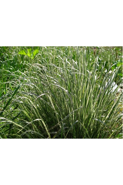 Декоративный многолетний злак