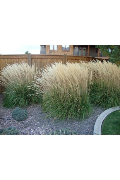 Вейник Overdam в ландшафте